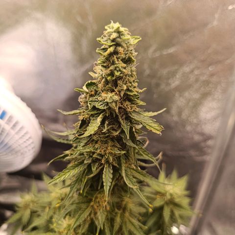 Amnésia Haze Auto (ppt) growlog timeline photo