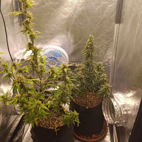 Amnésia Haze Auto (ppt) growlog timeline photo