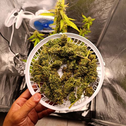 Amnésia Haze Auto (ppt) growlog timeline photo