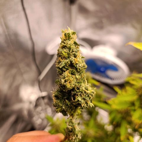 Amnésia Haze Auto (ppt) growlog timeline photo