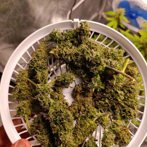 Amnésia Haze Auto (ppt) growlog timeline photo