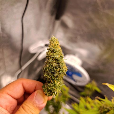 Amnésia Haze Auto (ppt) growlog timeline photo