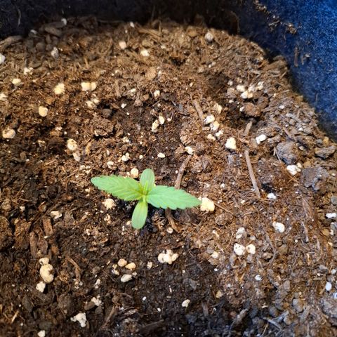 HIGHKE DIE ZWEITE growlog timeline photo