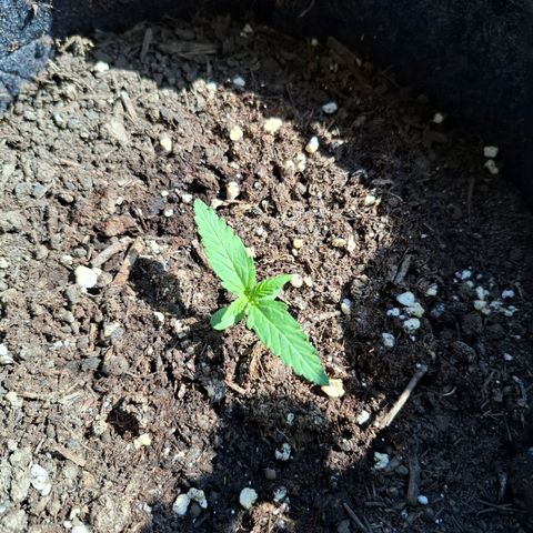 HIGHKE DIE ZWEITE growlog timeline photo