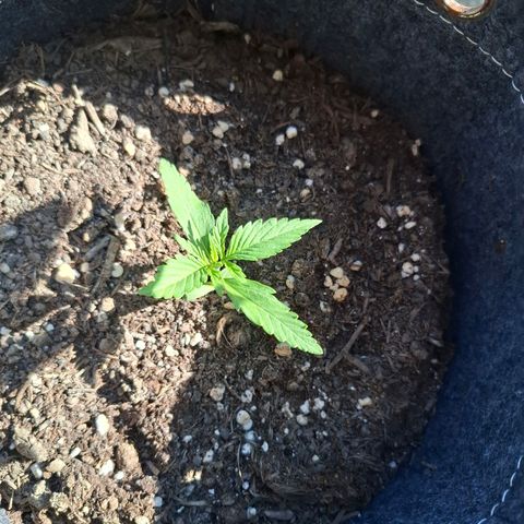 HIGHKE DIE ZWEITE growlog timeline photo