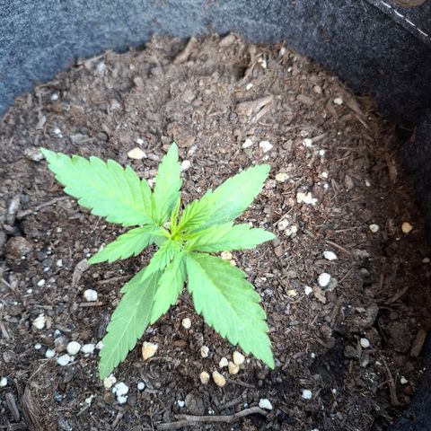 HIGHKE DIE ZWEITE growlog timeline photo