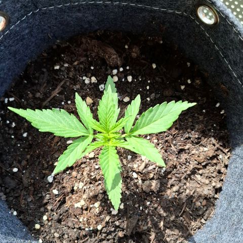 HIGHKE DIE ZWEITE growlog timeline photo