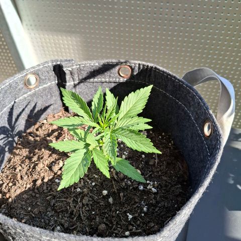 HIGHKE DIE ZWEITE growlog timeline photo