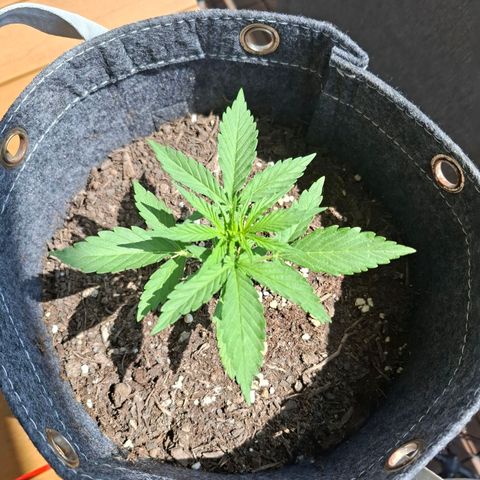 HIGHKE DIE ZWEITE growlog timeline photo