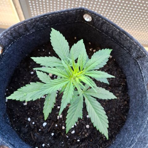 HIGHKE DIE ZWEITE growlog timeline photo