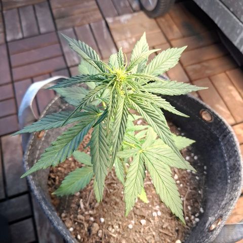 HIGHKE DIE ZWEITE growlog timeline photo
