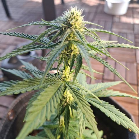 HIGHKE DIE ZWEITE growlog timeline photo