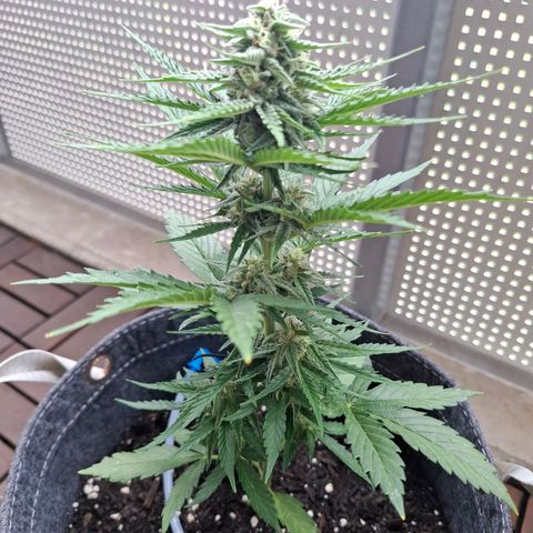 HIGHKE DIE ZWEITE growlog timeline photo