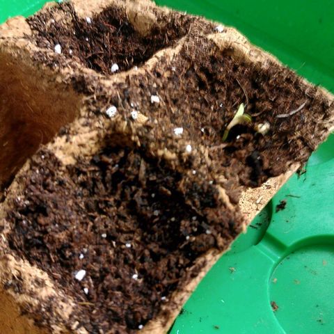 Double kush cake fem growlog photo: Première sortie de terre 