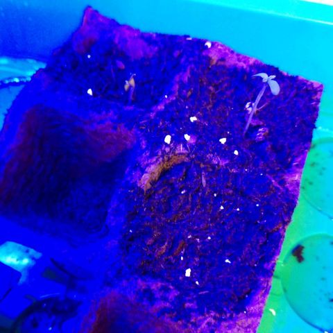 Double kush cake fem growlog photo: 2 sortie sur 3