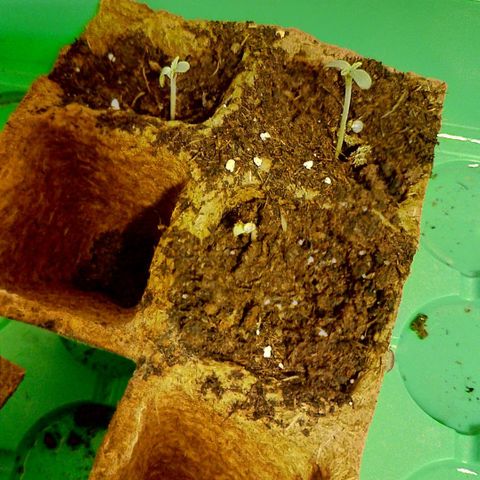 Double kush cake fem growlog photo: 3 ème sortie