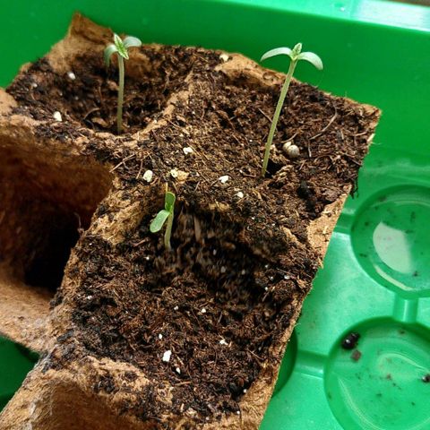 Double kush cake fem growlog photo: Les 3 plnts s'épanouissent
