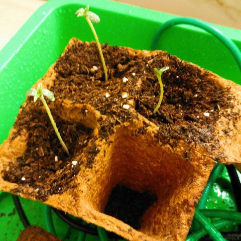 Double kush cake fem growlog photo: Mis en plus chaud