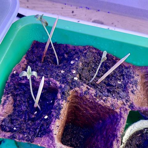 Double kush cake fem growlog photo: Après une mauvaise nuit cela repart