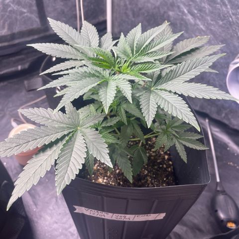 Valente 1 growlog photo: 18 dias de Vega