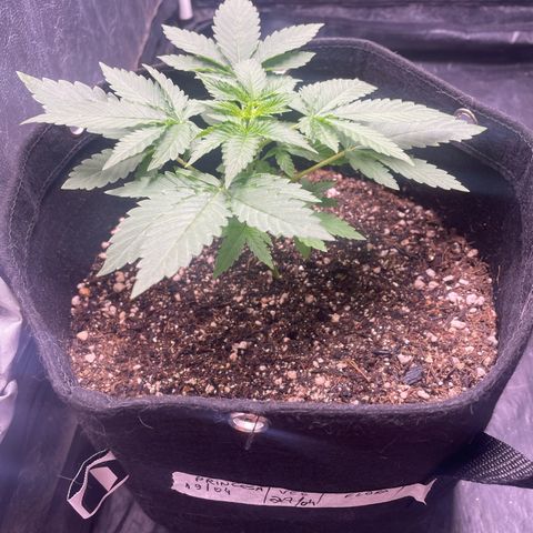 Princesa 2 growlog photo: 11 dias de Vega