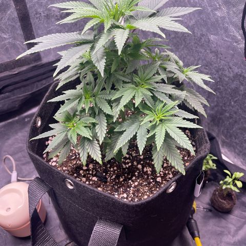 Valente 1 growlog photo: 26 dias de vega