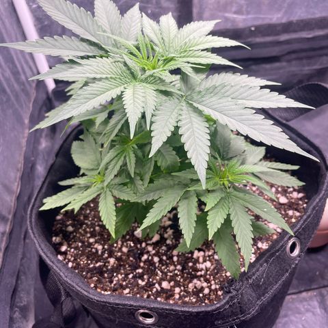 Princesa 2 growlog photo: 19 dias de Vega 