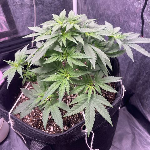 Princesa 2 growlog photo: 27 dias de Vega