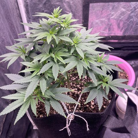 Valente 1 growlog photo: 34 dias de Vega