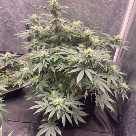 Valente 1 growlog photo: 18 dias de flora
