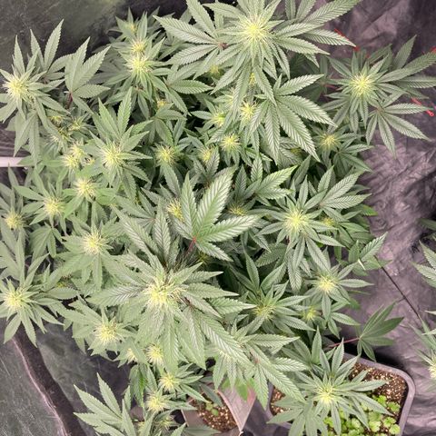 Valente 1 growlog photo: 18 dias de flora