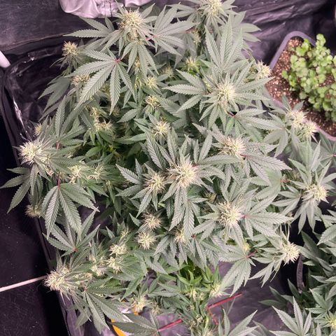 Princesa 2 growlog photo: 18 dias de floração 