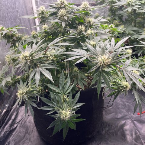 Princesa 2 growlog photo: 18 dias de floração 