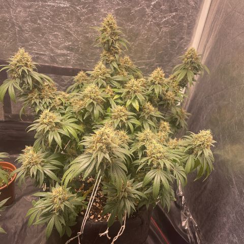 Valente 1 growlog photo: 41 dias de floração 
