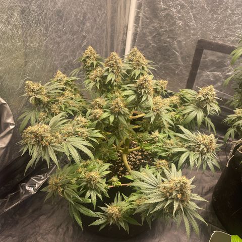 Princesa 2 growlog photo: 41 dias de floração 