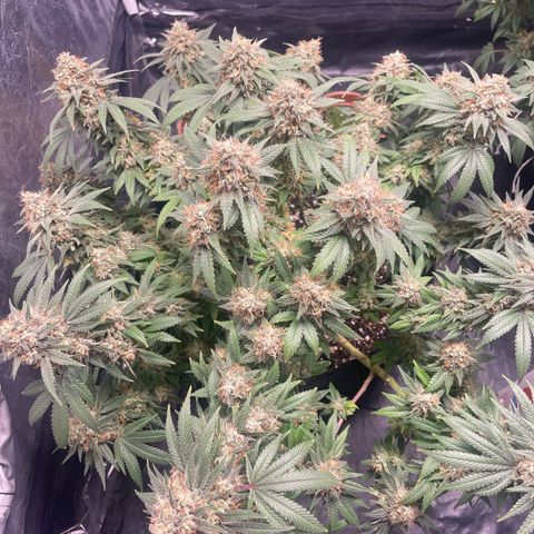Princesa 2 growlog photo: 41 dias de floração 
