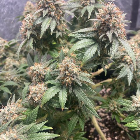 Princesa 2 growlog photo: 41 dias de floração 