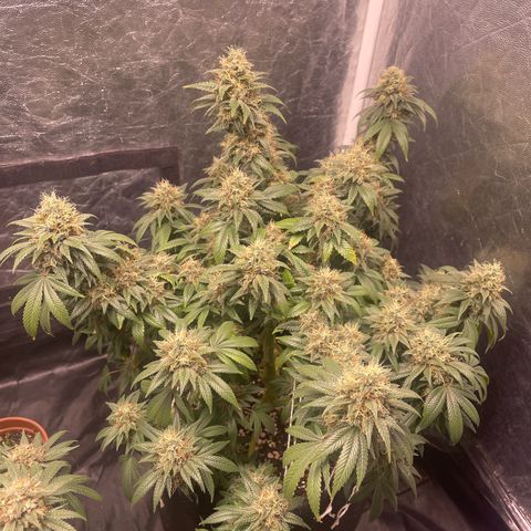 Valente 1 growlog photo: 41 dias de floração 