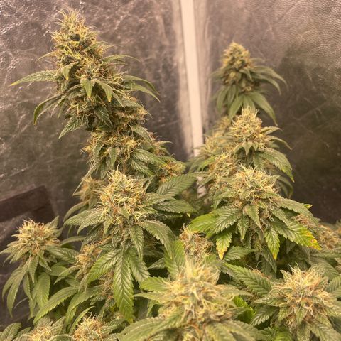 Valente 1 growlog photo: 41 dias de floração 