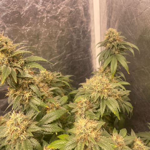 Valente 1 growlog photo: 41 dias de floração 