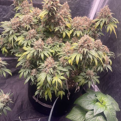 Valente 1 growlog photo: Colheita