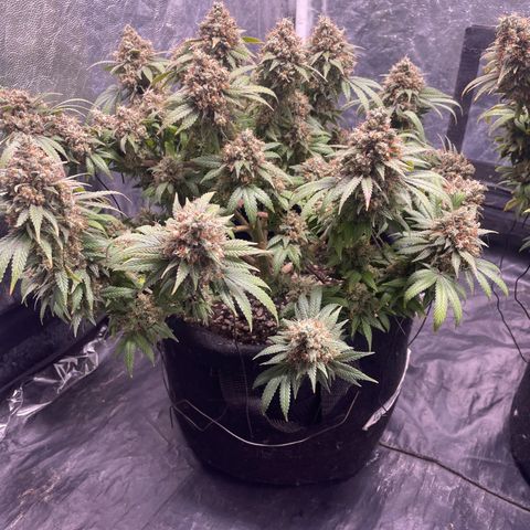 Princesa 2 growlog photo: Colheita