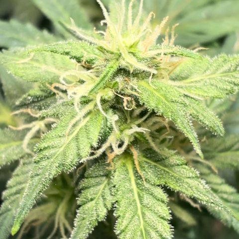 Santana growlog timeline photo
