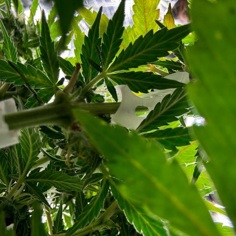 Ghideon growlog timeline photo