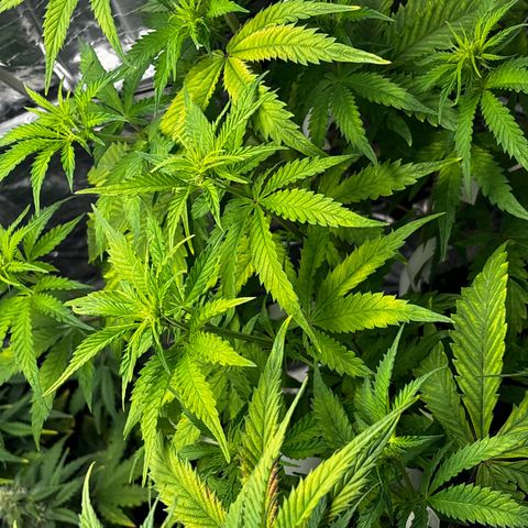 Ghideon growlog timeline photo