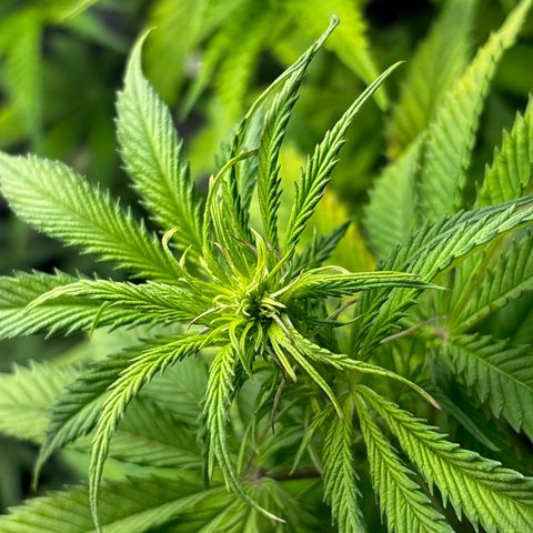 Ghideon growlog timeline photo