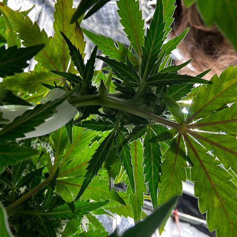 Ghideon growlog timeline photo