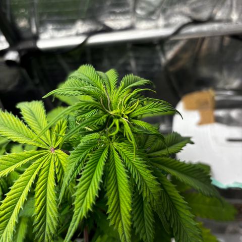 Ghideon growlog timeline photo