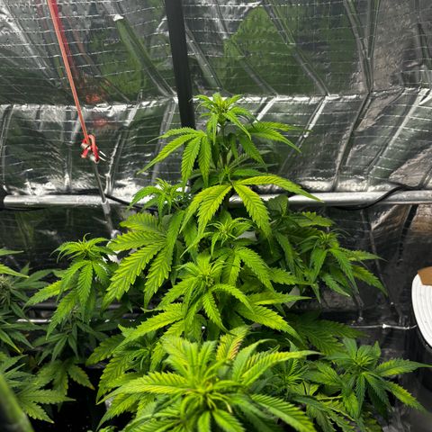 Ghideon growlog timeline photo