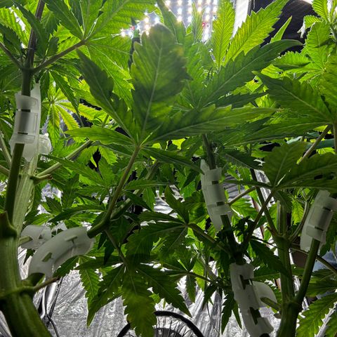 Ghideon growlog timeline photo